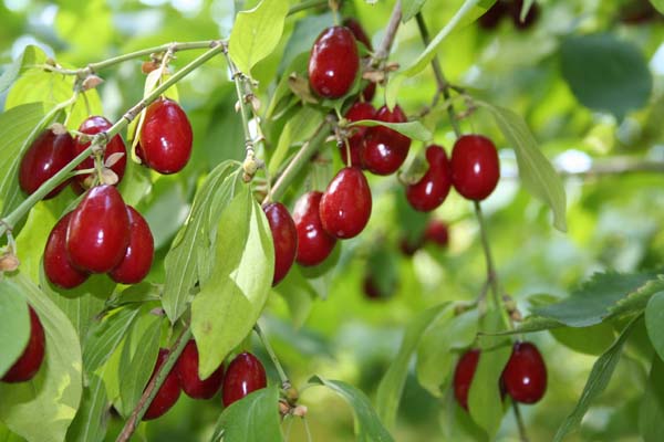 Kızılcık C vitamini deposu Kızılcık C vitamini deposu